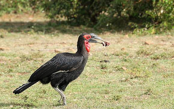 Southern ground hornbill - Masaï Mara