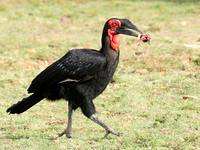 Southern ground hornbill - Masaï Mara