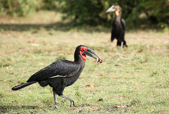 Southern ground hornbill - Masaï Mara