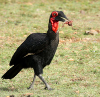 Southern ground hornbill - Masaï Mara