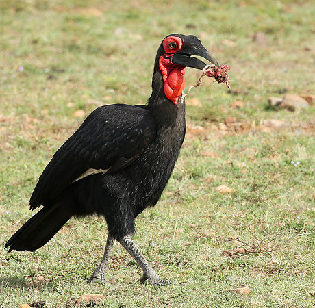 Southern ground hornbill - Masaï Mara