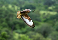 Steppe buzzard - Mala Mala game reserve