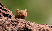 Dwarf mongoose - Serengeti - Grumeti Private Reserve