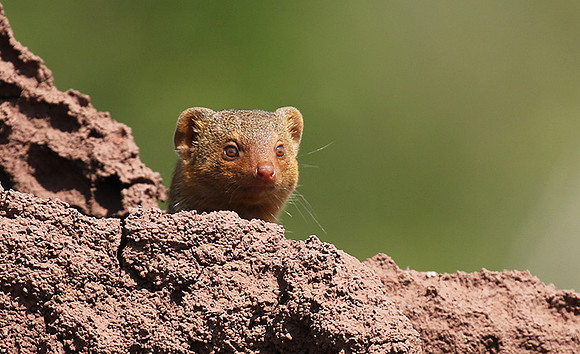 Dwarf mongoose - Serengeti - Grumeti Private Reserve