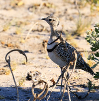 Double*banded courser - Central Kalahari