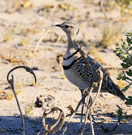 Double*banded courser - Central Kalahari