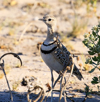 Double*banded courser - Central Kalahari
