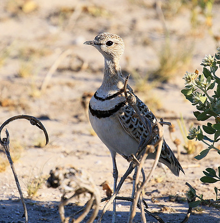 Double*banded courser - Central Kalahari