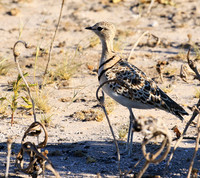 Double*banded courser - Central Kalahari