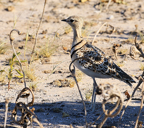 Double*banded courser - Central Kalahari