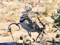 Double*banded courser - Central Kalahari
