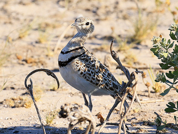 Double*banded courser - Central Kalahari