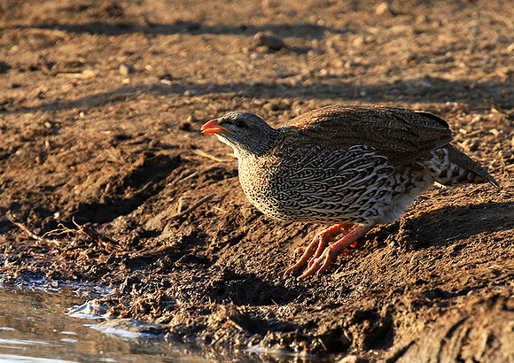 Swainson's spurfowl - Malilangwe