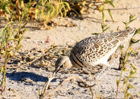 Double*banded courser - Central Kalahari