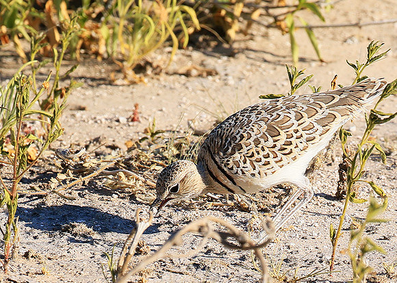 Double*banded courser - Central Kalahari