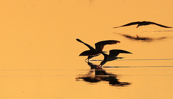 Liuwa National park