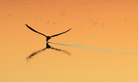 Liuwa Plain NP