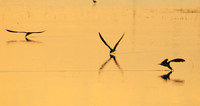 Liuwa Plain NP