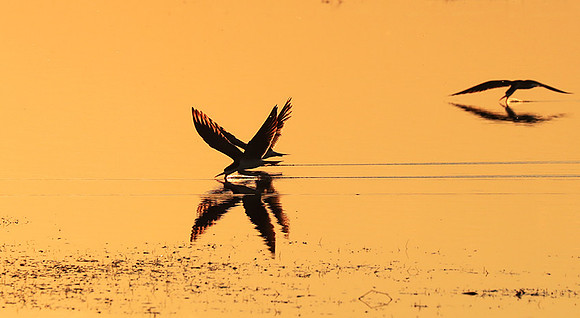 Liuwa National park