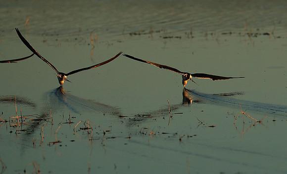 Liuwa Plain NP