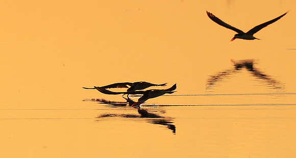 Liuwa National park