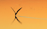 Liuwa Plain NP