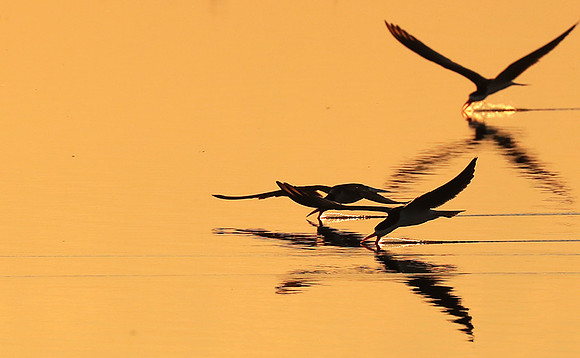 Liuwa National park