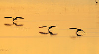 Liuwa Plain NP