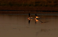 Liuwa Plain NP