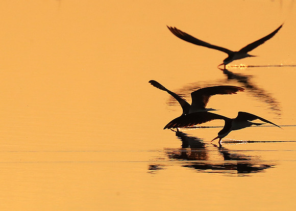 Liuwa National park