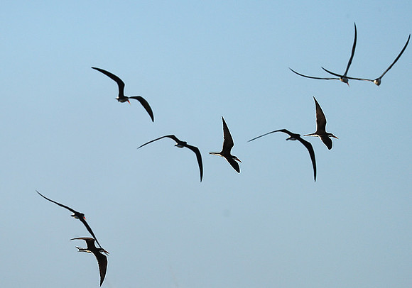 Kafue NP