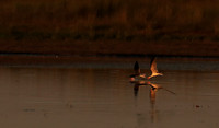Liuwa Plain NP