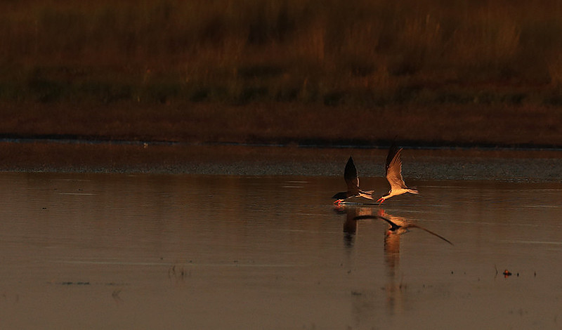 Liuwa Plain NP