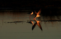 Liuwa Plain NP