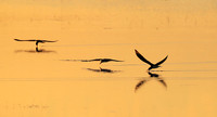 Liuwa Plain NP