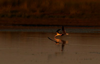 Liuwa Plain NP