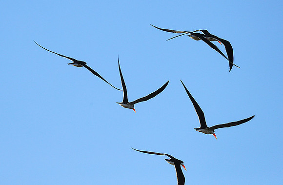 Kafue NP