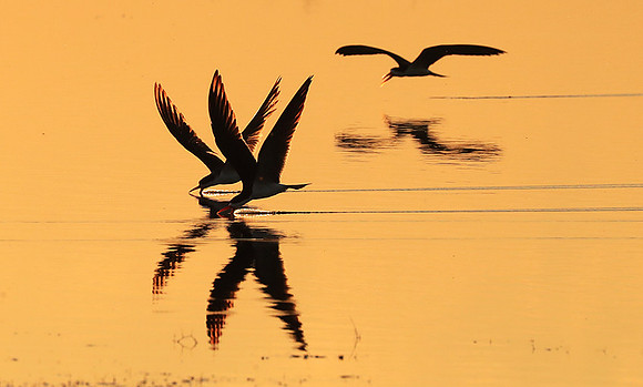 Liuwa National park