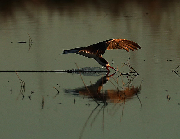 Liuwa Plain National Park