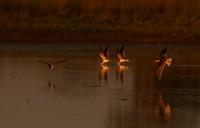 Liuwa Plain NP