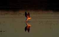 Liuwa Plain NP
