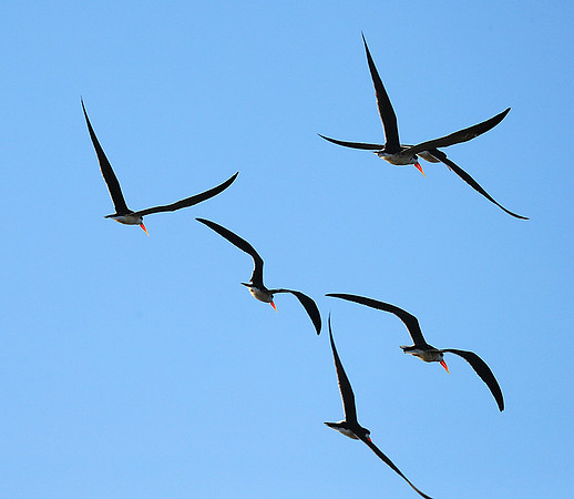 Kafue NP