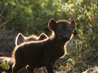 Hyenas