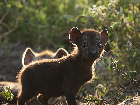 Spotted hyena - Serengeti - Grumeti