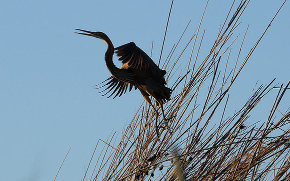 African darter - Delta of Okavango