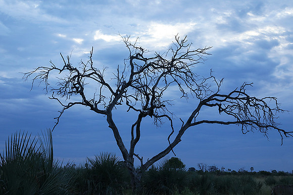 Delta of okavango