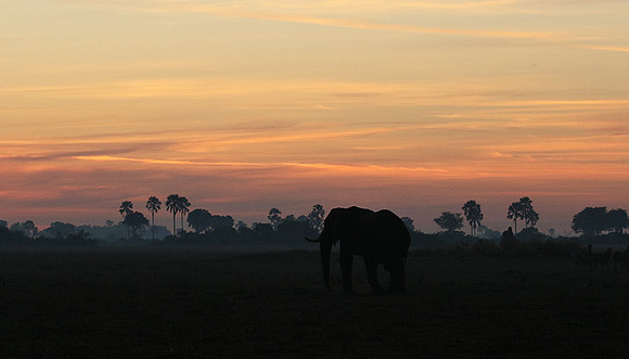 Sunrise - Abu concession - Okavango