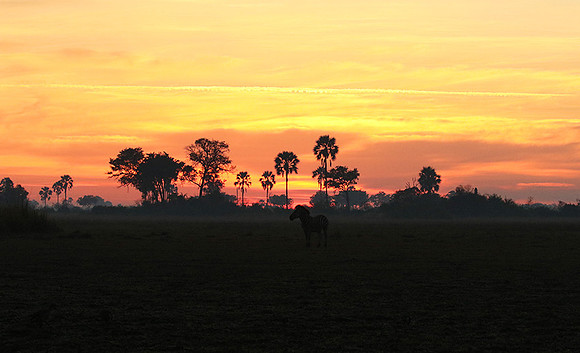 Sunrise - Abu concession - Okavango