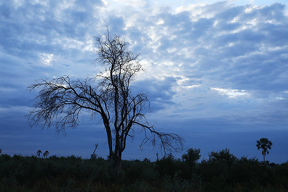 Delta of okavango
