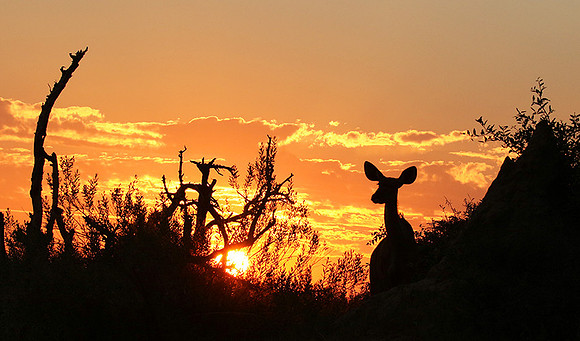 sunset - Abu concession - Okavango